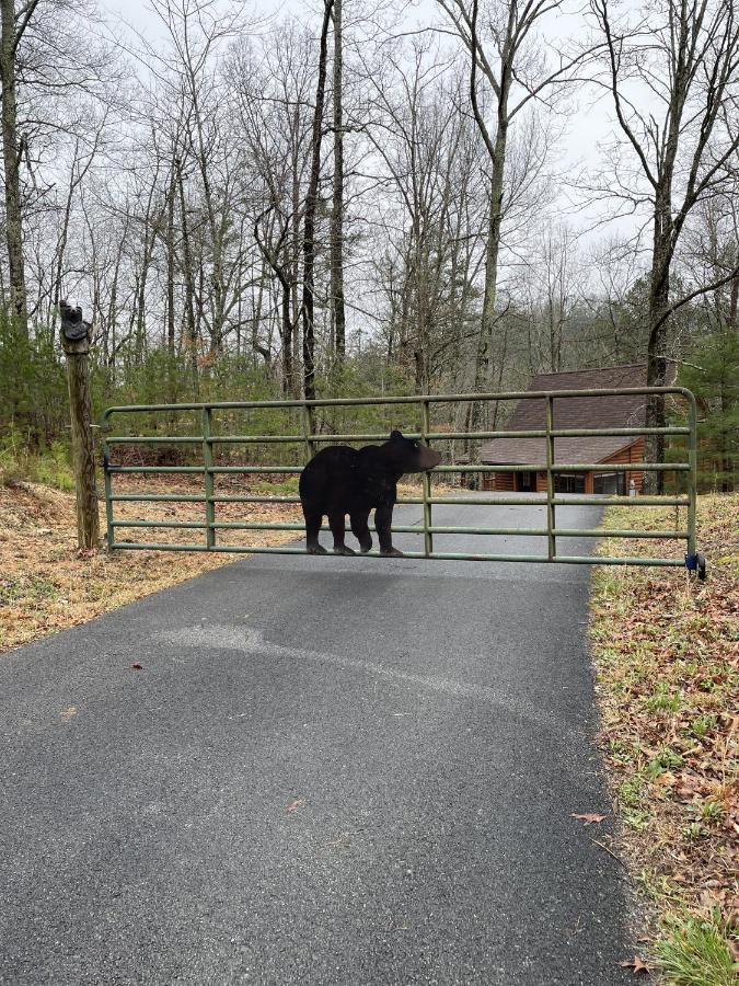 סביירוויל Great Smoky Mountains Cabin!, Secluded, Pet-Kid Friendly! מראה חיצוני תמונה